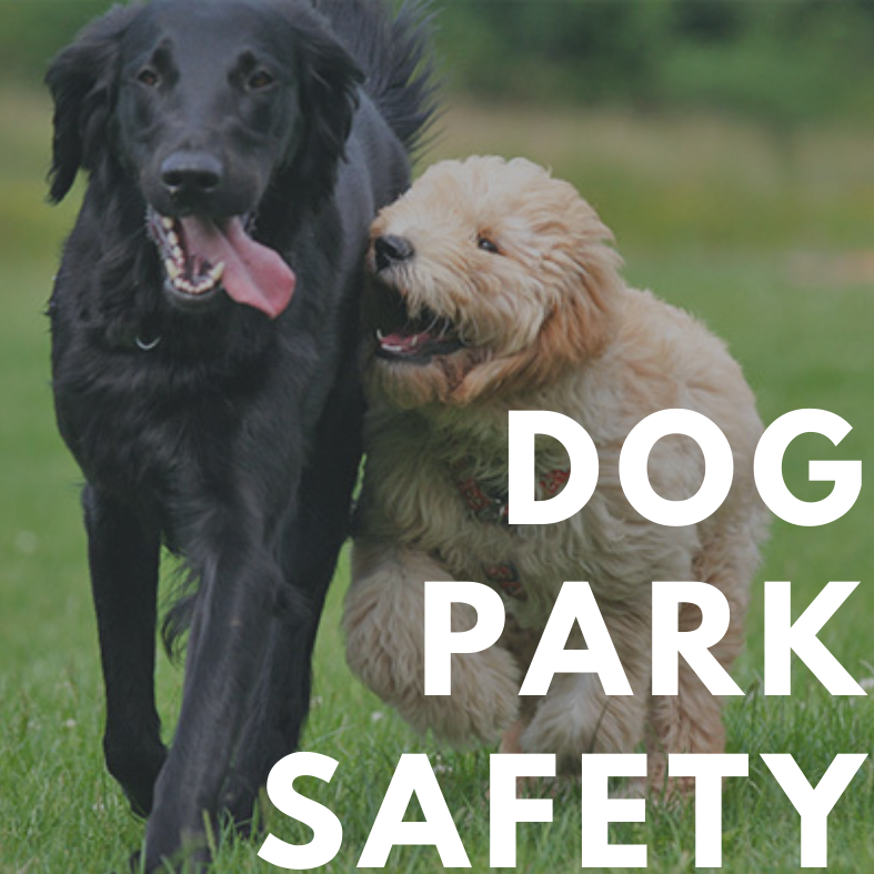dog park safety tips