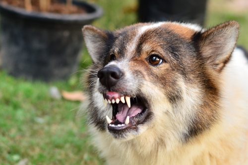 National Dog Bite Prevention Week 2019
