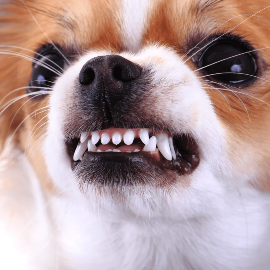Photo of an Angry Chihuahua